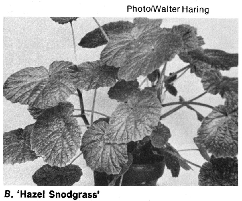 B. ‘Hazel Snodgrass’